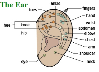 Ear Reflexology is based on zones and points in the ear which relate to the meridians and other parts of the body.